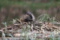 nutria in its natural habitat in a marshland