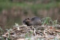 nutria in its natural habitat in a marshland