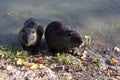 Nutria on the lake