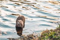 Nutria large semi aquatic rodent animal portrait nice wild life photography in park outdoor nature environment river shore line Royalty Free Stock Photo