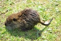 Nutria in lawn Royalty Free Stock Photo