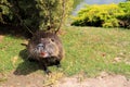 Nutria with long black fur, otter, marsh beaver eat carrots. Water rat, muskrat sits in the park, zoo, forest in summer