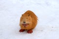 Nutria with long yellow fur, otter, marsh beaver eat in the snow near the river. Water rat, muskrat sits in a winter park, zoo,