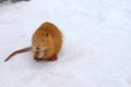 Nutria with long yellow fur, otter, marsh beaver eat in the snow near the river. Water rat, muskrat sits in a winter park, zoo, Royalty Free Stock Photo