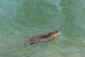 Nutria, the middle plan of a nutria floating on a river, lake or pond on a sunny day. Wild animals, animals in the Royalty Free Stock Photo