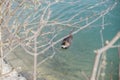 Nutria, the middle plan of a nutria floating on a river, lake or pond on a sunny day. Wild animals, animals in the Royalty Free Stock Photo