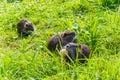 Nutria Mother Royalty Free Stock Photo