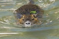 Nutria, myocastor coypus Royalty Free Stock Photo