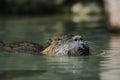 Nutria (Myocastor coypus)