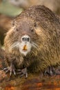 Nutria (Myocastor coypus) Royalty Free Stock Photo