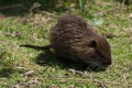 Nutria (Myocastor coypus) Royalty Free Stock Photo