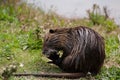 Nutria (Myocastor coypus) Royalty Free Stock Photo