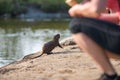 Small Nutria, Myocastor coypus, coipu Royalty Free Stock Photo