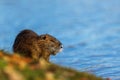 The nutria Myocastor coypus or coypu is on the shore against blue water Royalty Free Stock Photo