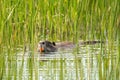 Nutria, Myocastor coypus, floating in the water Royalty Free Stock Photo