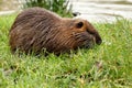 Nutria (Myocastor coypus) in the grass on the bank of the pond.