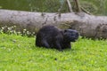 Nutria Myocastor coypus Royalty Free Stock Photo