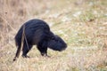 Nutria, Myocastor coypus Royalty Free Stock Photo