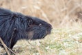 Nutria, Myocastor coypus Royalty Free Stock Photo