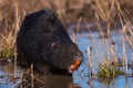 Nutria, Myocastor coypus Royalty Free Stock Photo