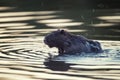 Nutria Myocastor coypus on the pond Royalty Free Stock Photo