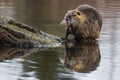 The nutria (Myocastor coypus) sitting in the water Royalty Free Stock Photo