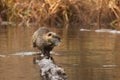 The nutria (Myocastor coypus) standing on a log Royalty Free Stock Photo