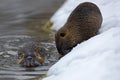 Nutria, Myocastor coypus, winter mouse with big tooth in the snow, near the river Royalty Free Stock Photo