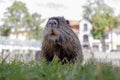 Nutria Royalty Free Stock Photo