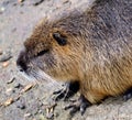 Nutria portrait Royalty Free Stock Photo