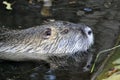 Nutria portrait