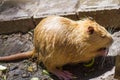 Nutria portrait, sitting on the dam