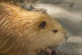 Nutria portrait, sitting on the dam