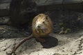 Nutria portrait, sitting on the dam