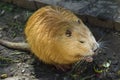 Nutria portrait, sitting on the dam