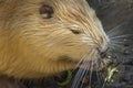 Nutria portrait, sitting on the dam