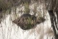 Nutria resting on the small patch of land, covered with grass in the middle of the secluded pond Royalty Free Stock Photo