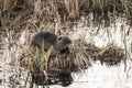 Nutria resting on the small patch of land, covered with grass in the middle of the secluded pond Royalty Free Stock Photo