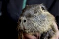 Nutria, a rodent, brown, close-up