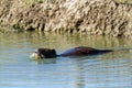 Nutria rodent introduced to Italy from South America