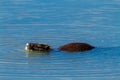 Nutria rodent introduced to Italy from South America