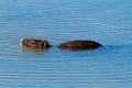 Nutria rodent introduced to Italy from South America