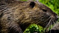 Nutria Rodent -Hula Valley Israel