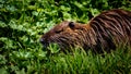 Nutria Rodent -Hula Valley Israel