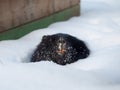 A nutria rodent in a snowdrift.