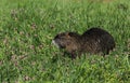 Nutria rodent water animal