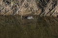 Nutria rodent water animal