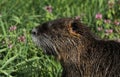 Nutria rodent water animal