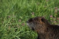 Nutria rodent water animal