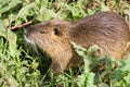 Coypus